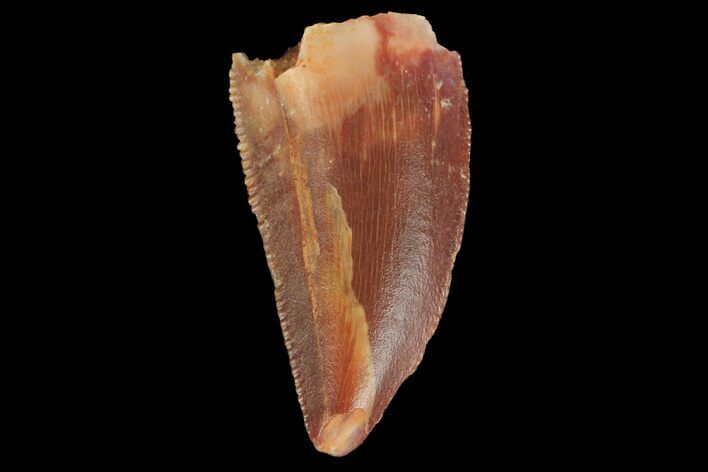 Serrated, Raptor Tooth - Real Dinosaur Tooth #176161